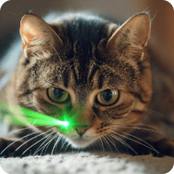 A cat with a laser pointer